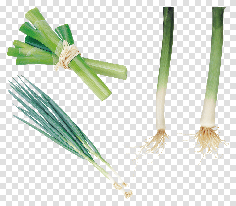 Leek, Vegetable Transparent Png