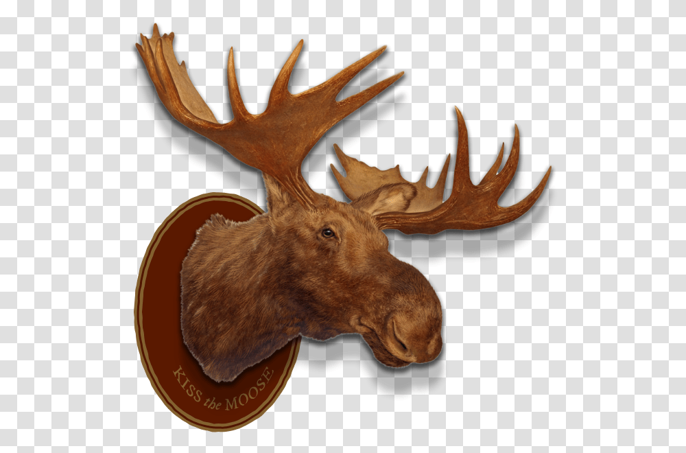 Left Header Flourish Right Header Flourish Moose Head Moose Head Trophy, Animal, Mammal, Wildlife, Antelope Transparent Png