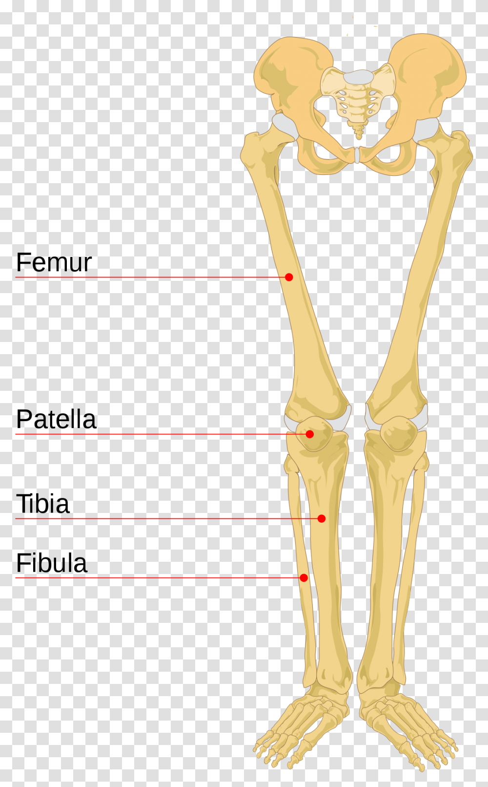 Leg Bone Leg Bones Labeled Human Leg Bones, Skeleton, Person Transparent Png