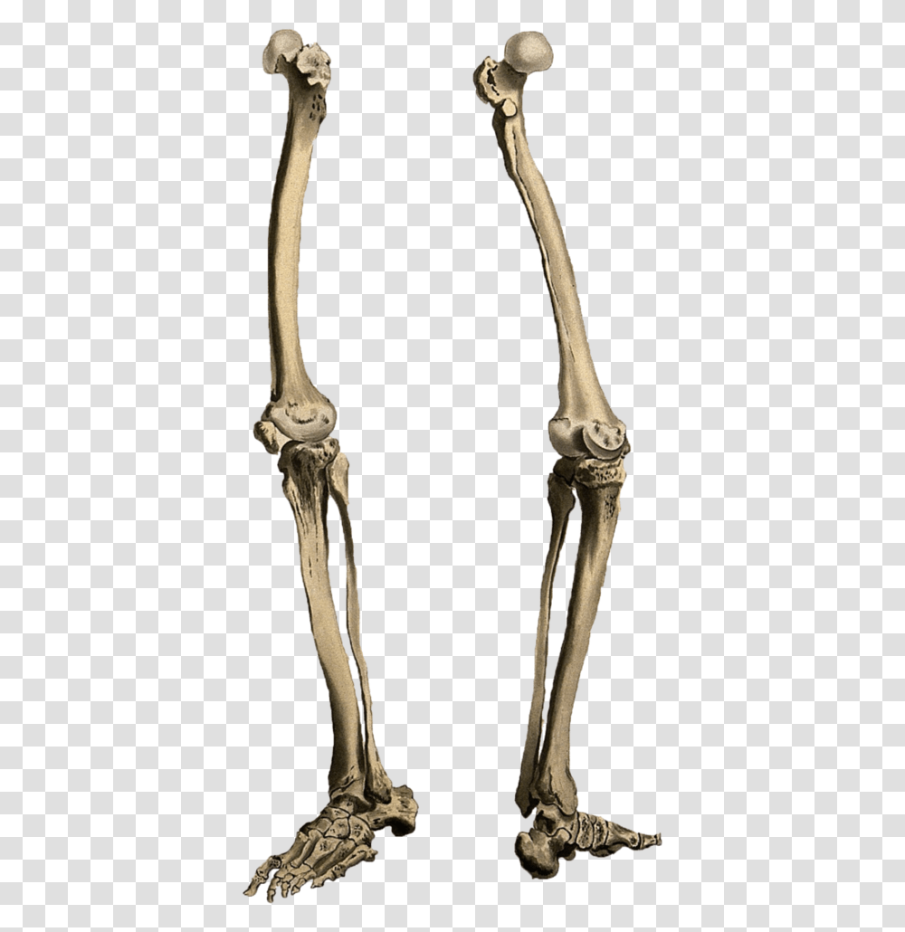 Leg Bone Skeleton Legs, X-Ray, Ct Scan, Medical Imaging X-Ray Film Transparent Png