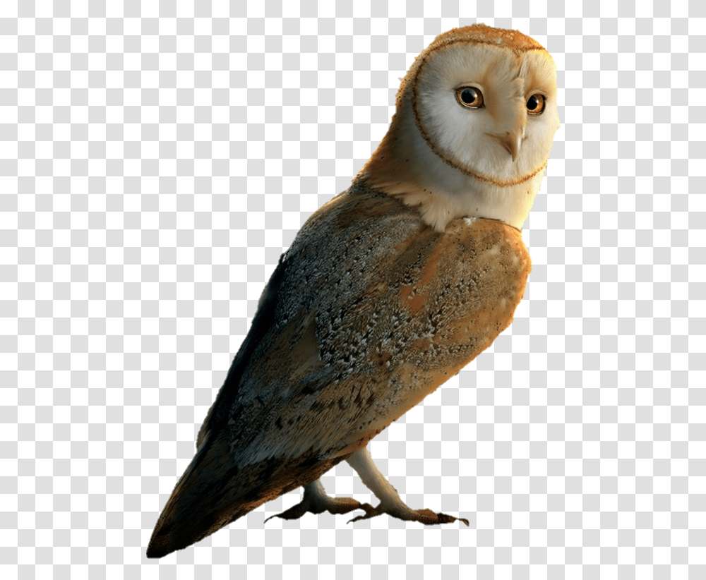 Legend Of The Guardians The Owls Of, Bird, Animal, Beak Transparent Png