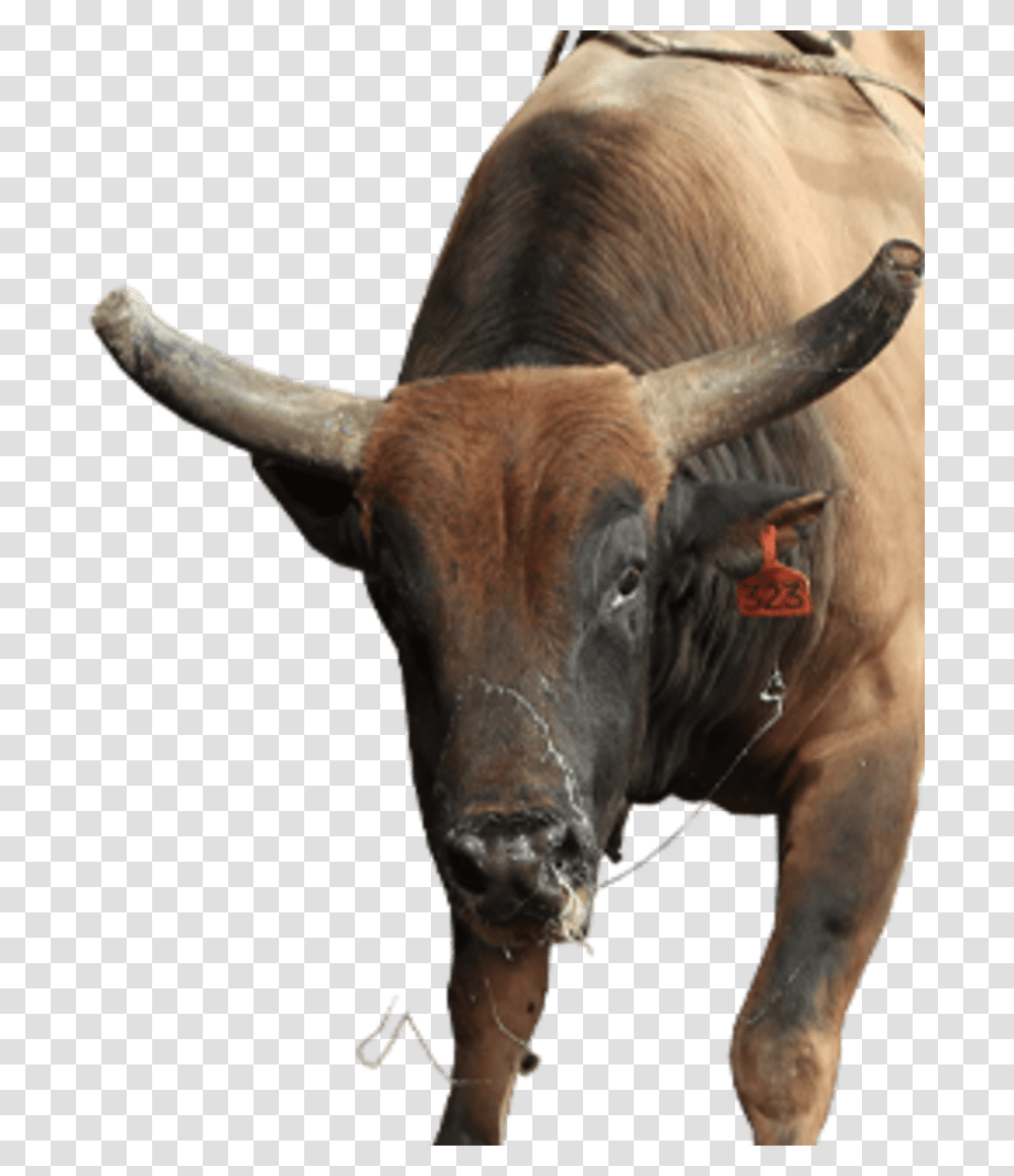 Legit Bull, Cow, Cattle, Mammal, Animal Transparent Png