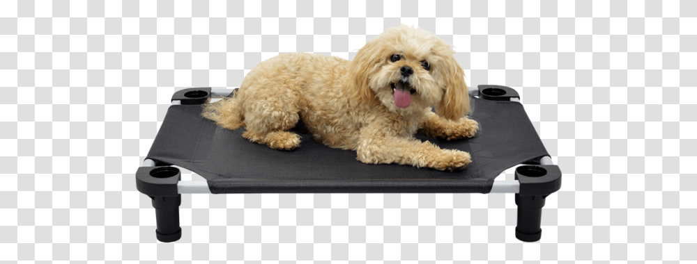 Legs 4 Pets Companion Dog, Canine, Animal, Mammal, Poodle Transparent Png