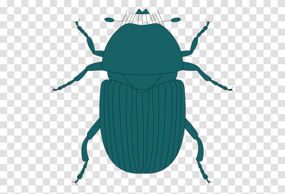 Legs Top Green View Dark Wings Insect Beetle Dung Beetle, Invertebrate, Animal Transparent Png