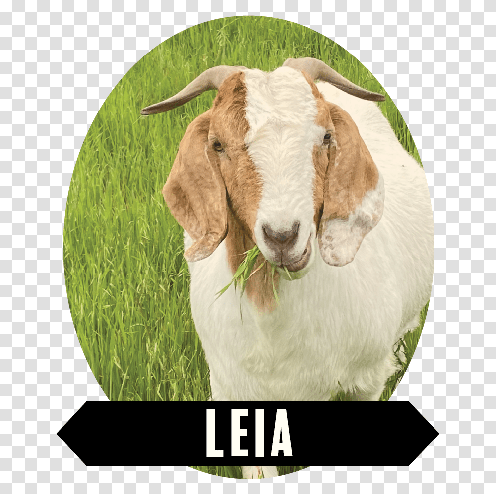 Leia 01 Goat, Cow, Cattle, Mammal, Animal Transparent Png