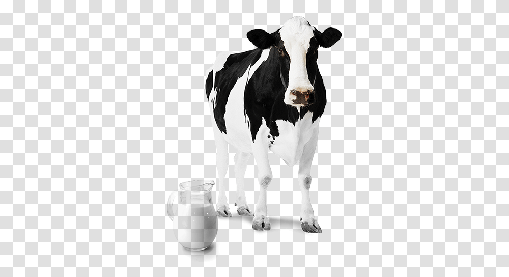 Leite De Vaca 2 Image Images Cow, Cattle, Mammal, Animal, Dairy Cow Transparent Png