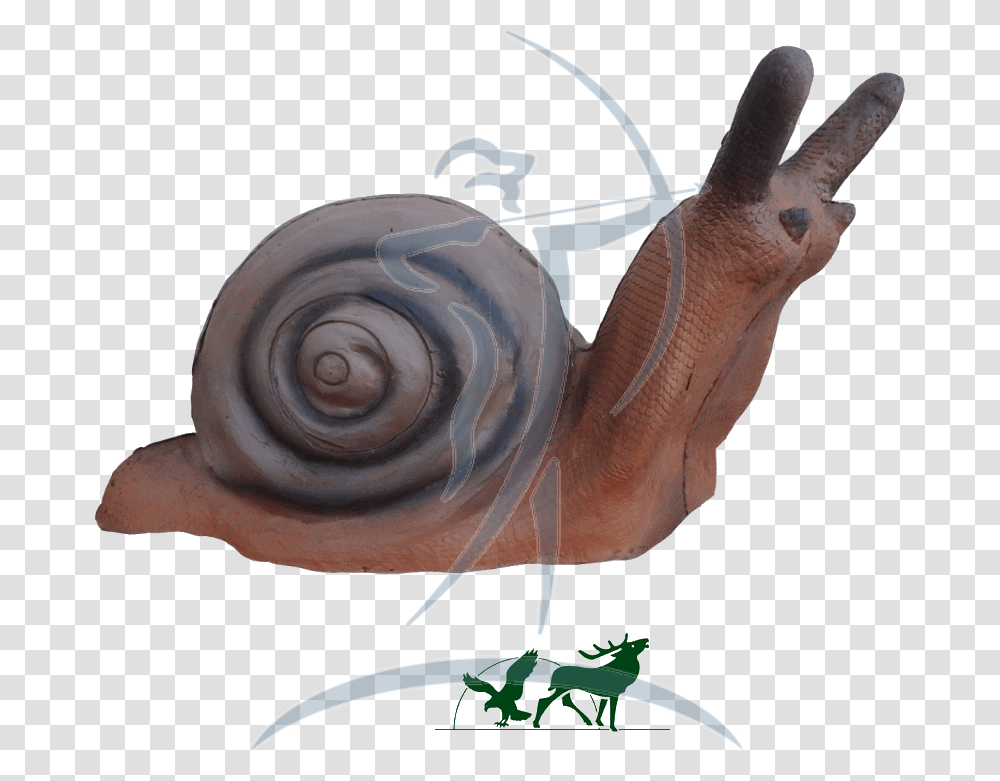 Leitold 3d Target Snail Lymnaeidae, Animal, Invertebrate, Sea Life, Person Transparent Png