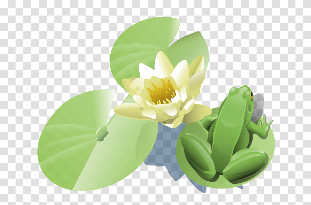 Leland Mcinnes Frog On A Lily Pad, Nature, Plant, Flower, Blossom Transparent Png
