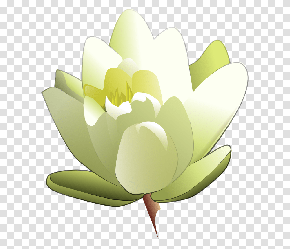 Leland Mcinnes Water Lily, Nature, Plant, Flower, Blossom Transparent Png