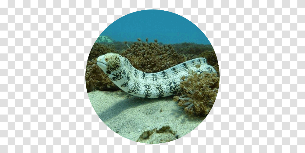Lembongan Diving Sites Moray Eel, Fish, Animal, Snake, Reptile Transparent Png