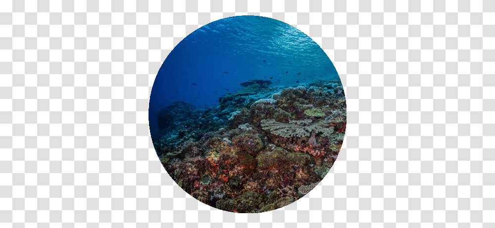 Lembongan Diving Sites Twin Island Dive Lembongan Undersea Province, Water, Nature, Outdoors, Reef Transparent Png