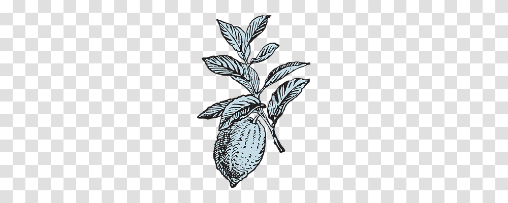 Lemon Nature, Drawing, Doodle Transparent Png