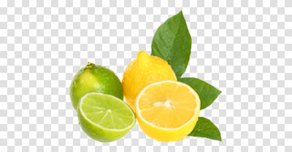 Lemon And Limes Clipart, Citrus Fruit, Plant, Food Transparent Png
