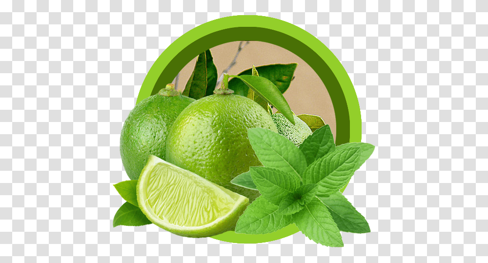 Lemon And Mint 2 Image Fresh Lime, Citrus Fruit, Plant, Food, Green Transparent Png