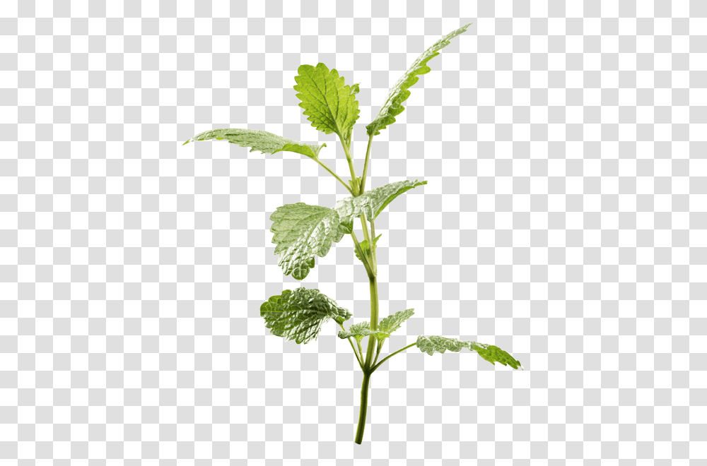 Lemon Balm An Herbal Ingredient In Ricola Drops Ricola, Potted Plant, Vase, Jar, Pottery Transparent Png