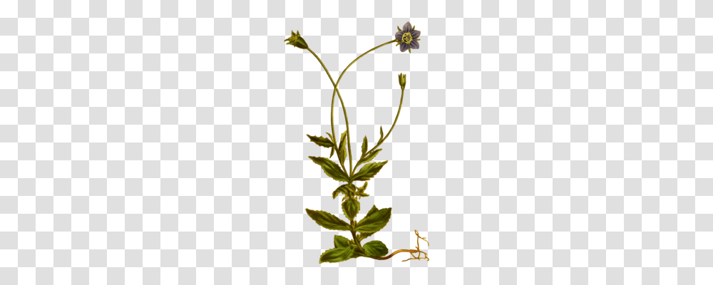 Lemon Balm Medicinal Plants Herb Mint, Leaf, Flower, Blossom, Tree Transparent Png