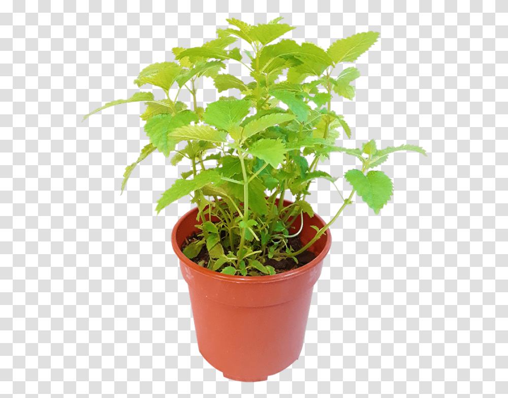 Lemon Balm Plant With Pot, Vegetable, Food, Leaf, Tree Transparent Png
