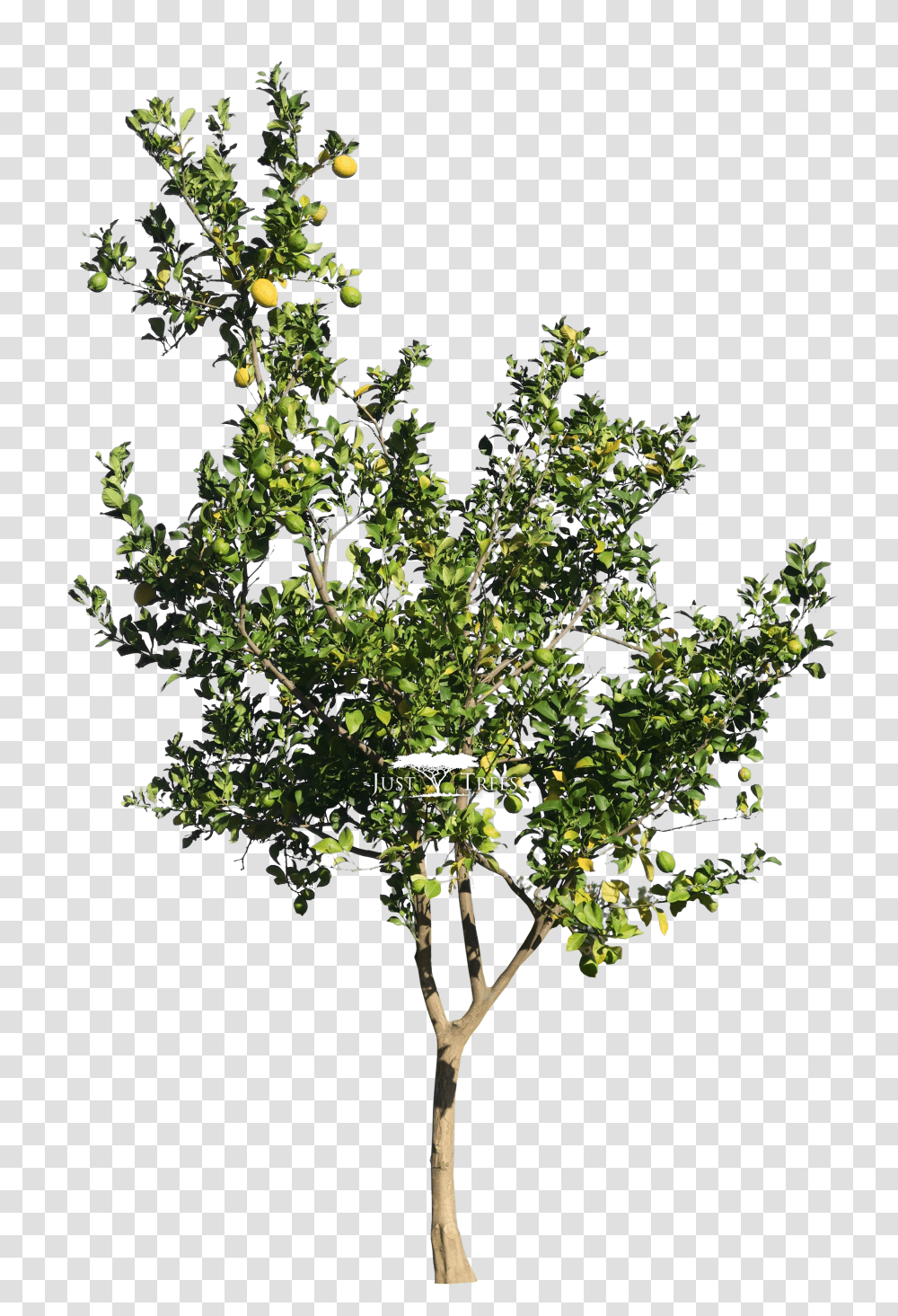 Lemon Citrus Lemon Tree Transparent Png