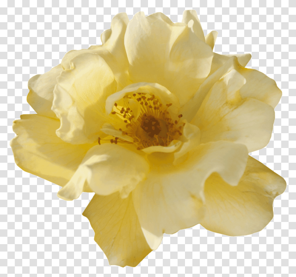 Lemon Drift Peony, Rose, Flower, Plant, Blossom Transparent Png