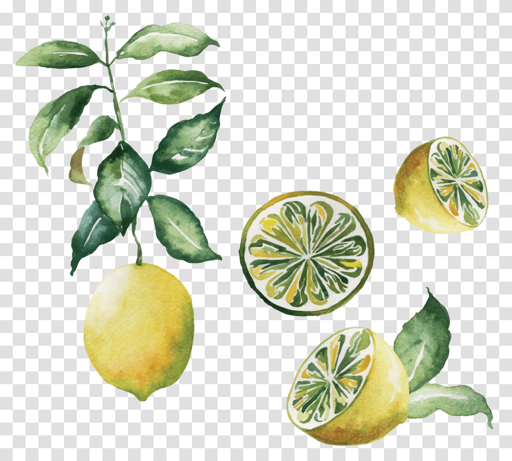 Lemon Emoji Watercolor Lime Background, Plant, Citrus Fruit, Food, Leaf Transparent Png