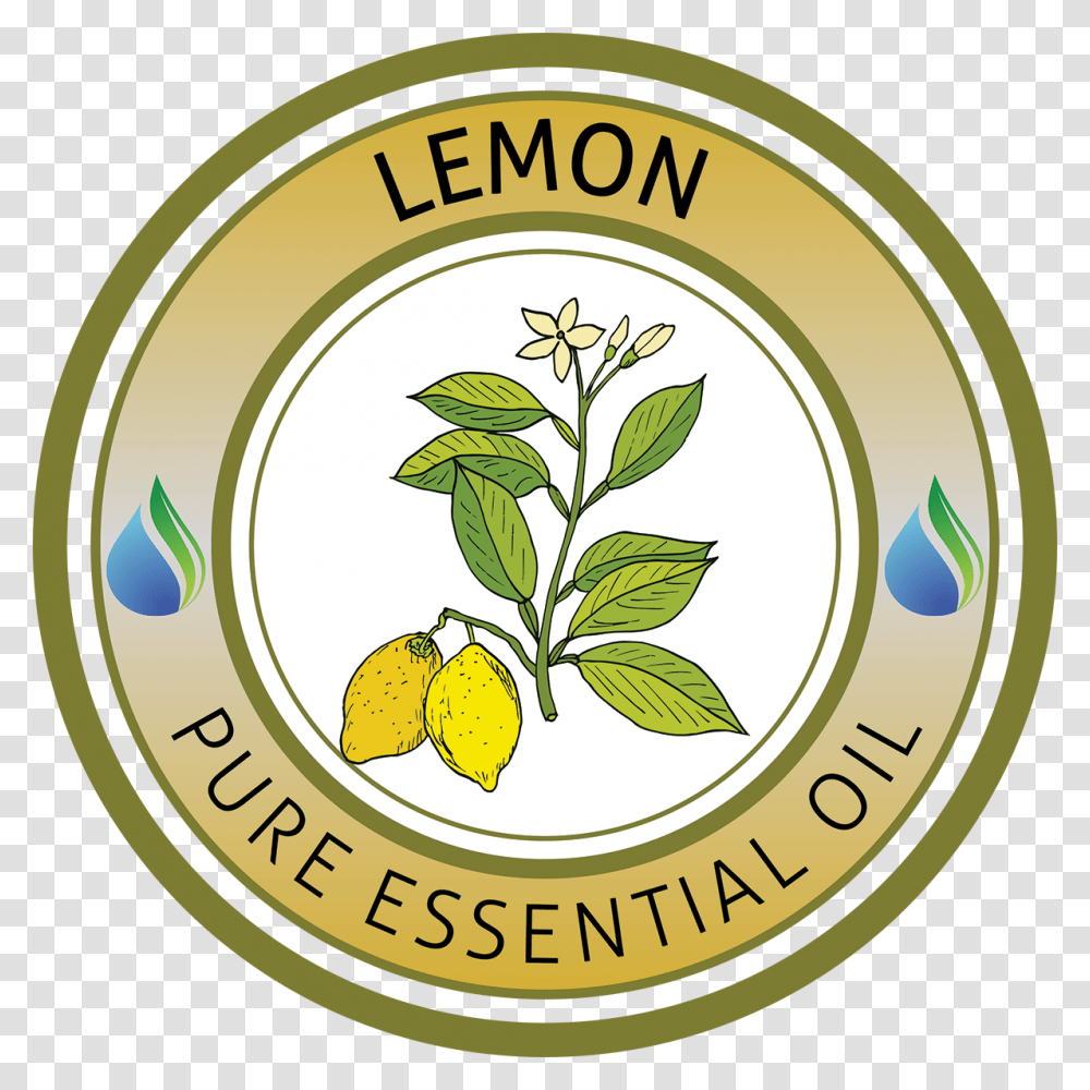 Lemon Essential Oil, Plant, Vase, Jar, Pottery Transparent Png