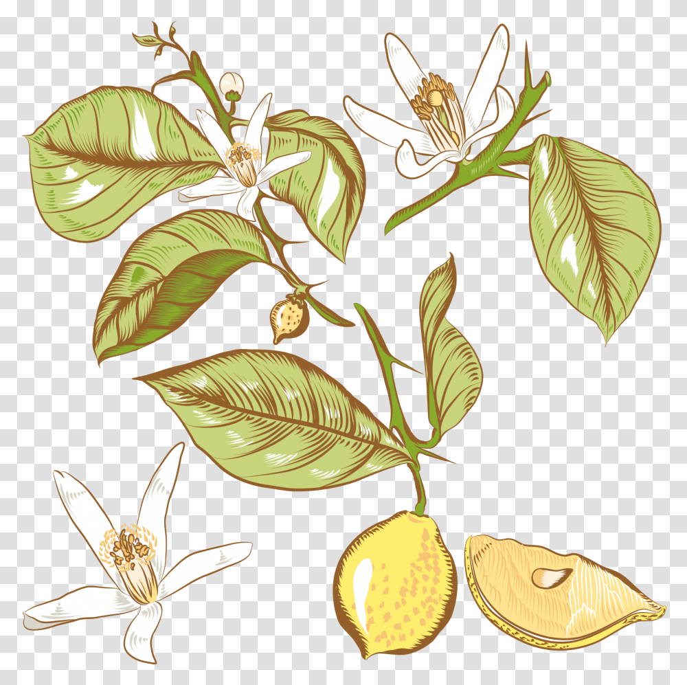 Lemon Flower Drawing Royalty Lemon Flower Drawing, Plant, Annonaceae, Tree, Leaf Transparent Png