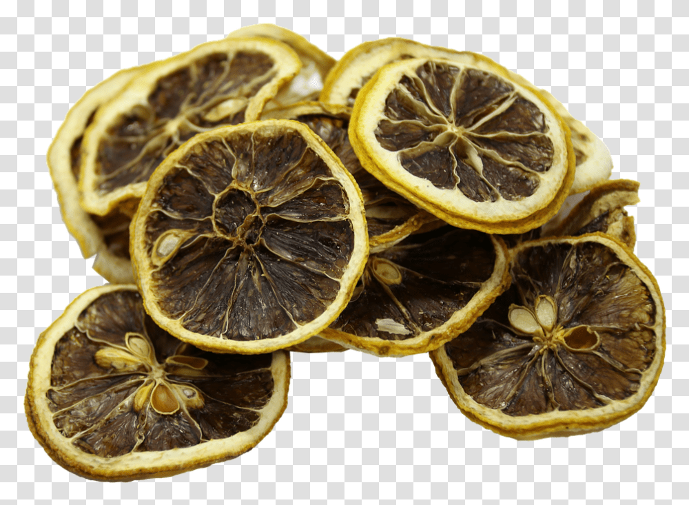 Lemon Fruit Sweet Lemon, Citrus Fruit, Plant, Food, Snake Transparent Png