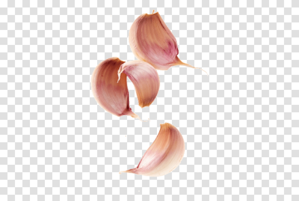 Lemon Garlic Lovely, Plant, Flower, Blossom, Vegetable Transparent Png