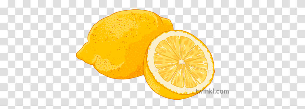Lemon Illustration Twinkl Bitter Orange, Plant, Citrus Fruit, Food, Produce Transparent Png