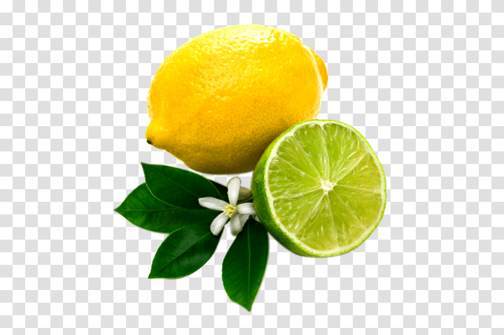 Lemon Images And Clipart, Citrus Fruit, Plant, Food, Lime Transparent Png