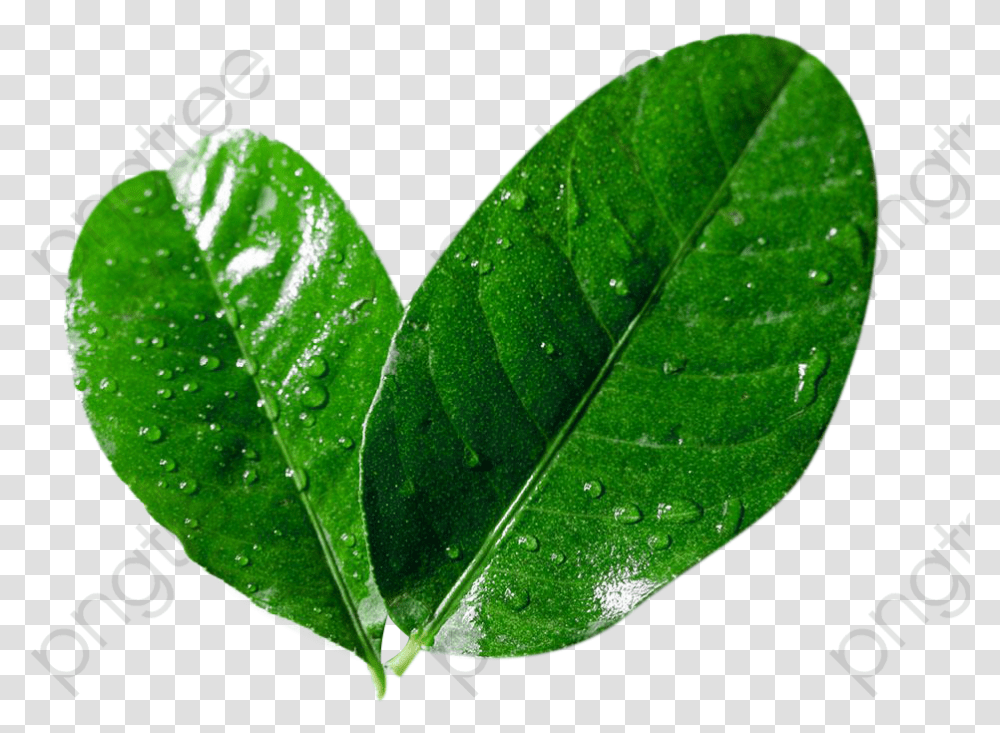 Lemon Leaves Picture Material, Leaf, Plant, Veins, Green Transparent Png