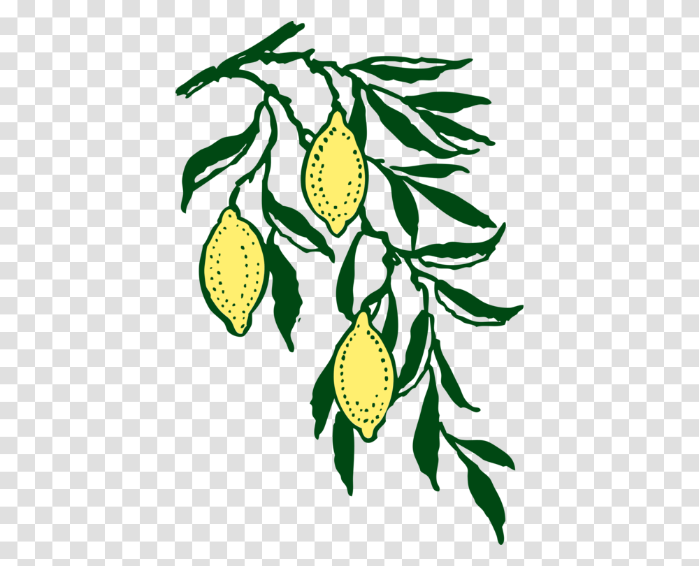 Lemon Line Form Art Citrus Computer Icons, Plant, Vegetation, Food, Seed Transparent Png