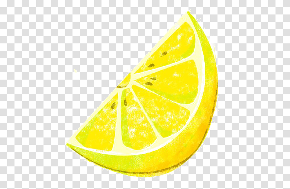 Lemon Slice Illustration, Citrus Fruit, Plant, Food, Grapefruit Transparent Png