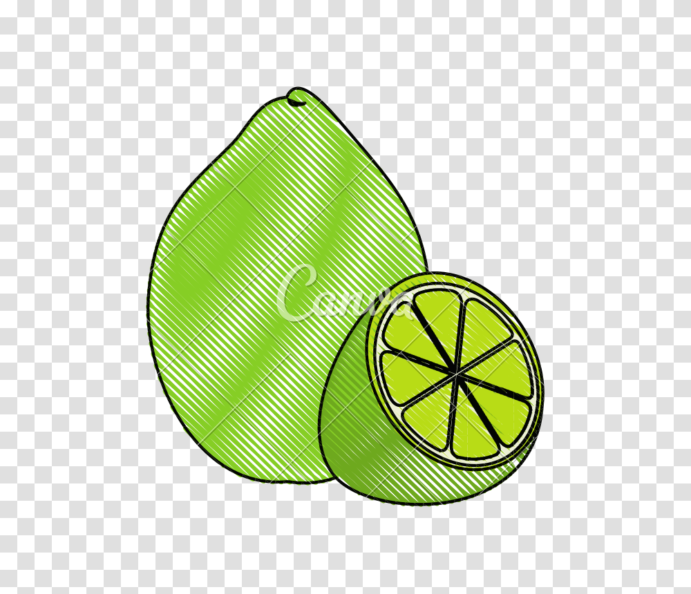 Lemon Slice, Plant, Fruit, Food, Citrus Fruit Transparent Png