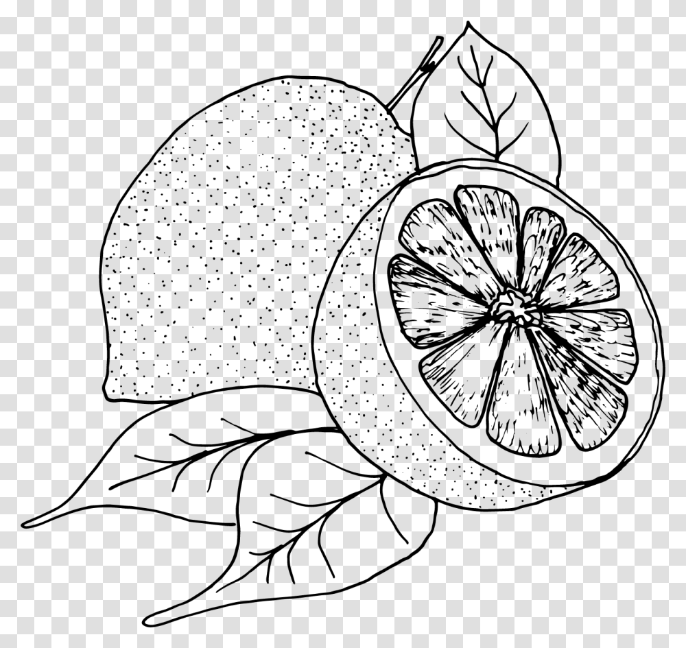 Lemon Slices Clipart Lemon Black And White, Plant, Fruit, Food, Citrus Fruit Transparent Png