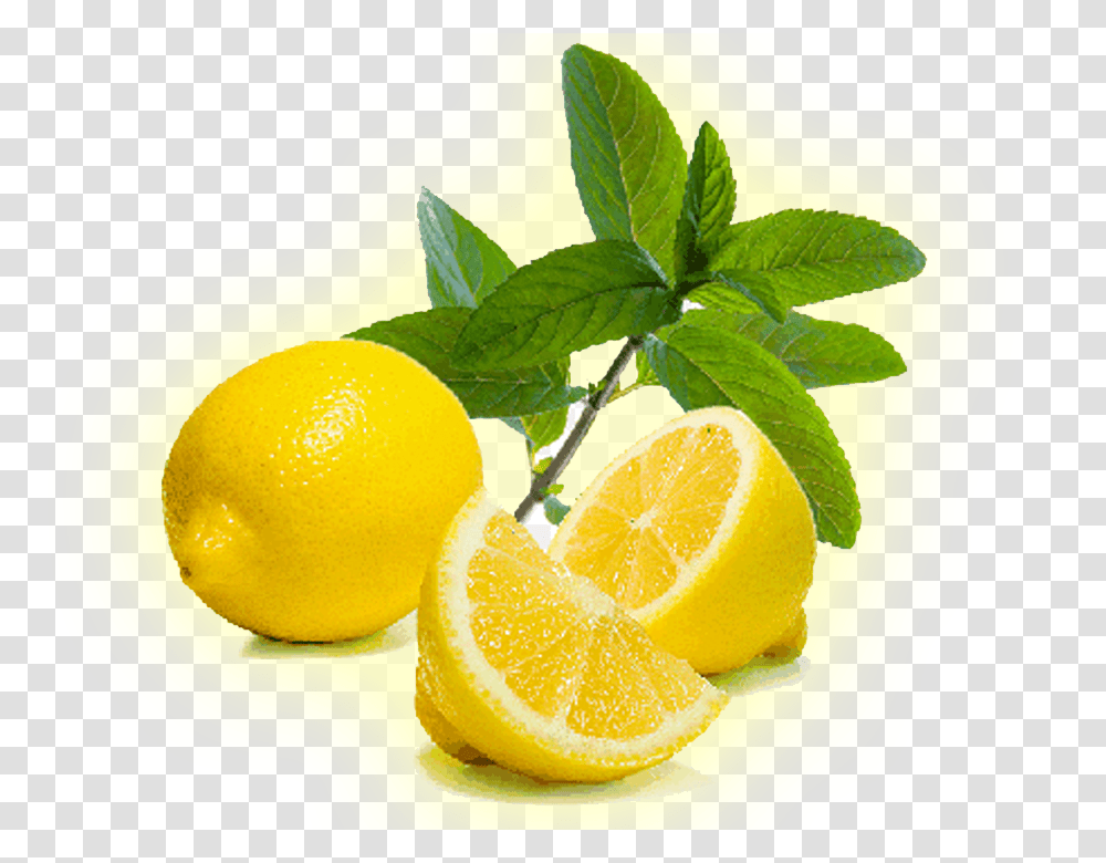 Lemon Suppliersmanufacturer And Exporters In Andhrapradesh, Plant, Citrus Fruit, Food, Orange Transparent Png