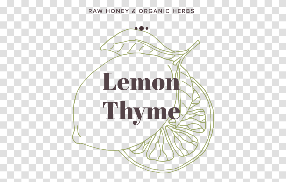 Lemon Thyme Illustration, Plant, Vegetation, Bush Transparent Png