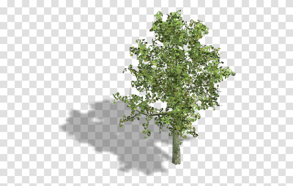 Lemon Tree Axo View Of Trees, Plant, Oak, Tree Trunk, Maple Transparent Png