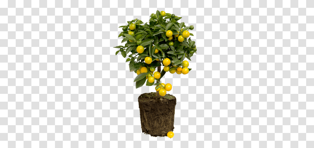 Lemon Tree Citrus Limon, Plant, Fruit, Food, Produce Transparent Png