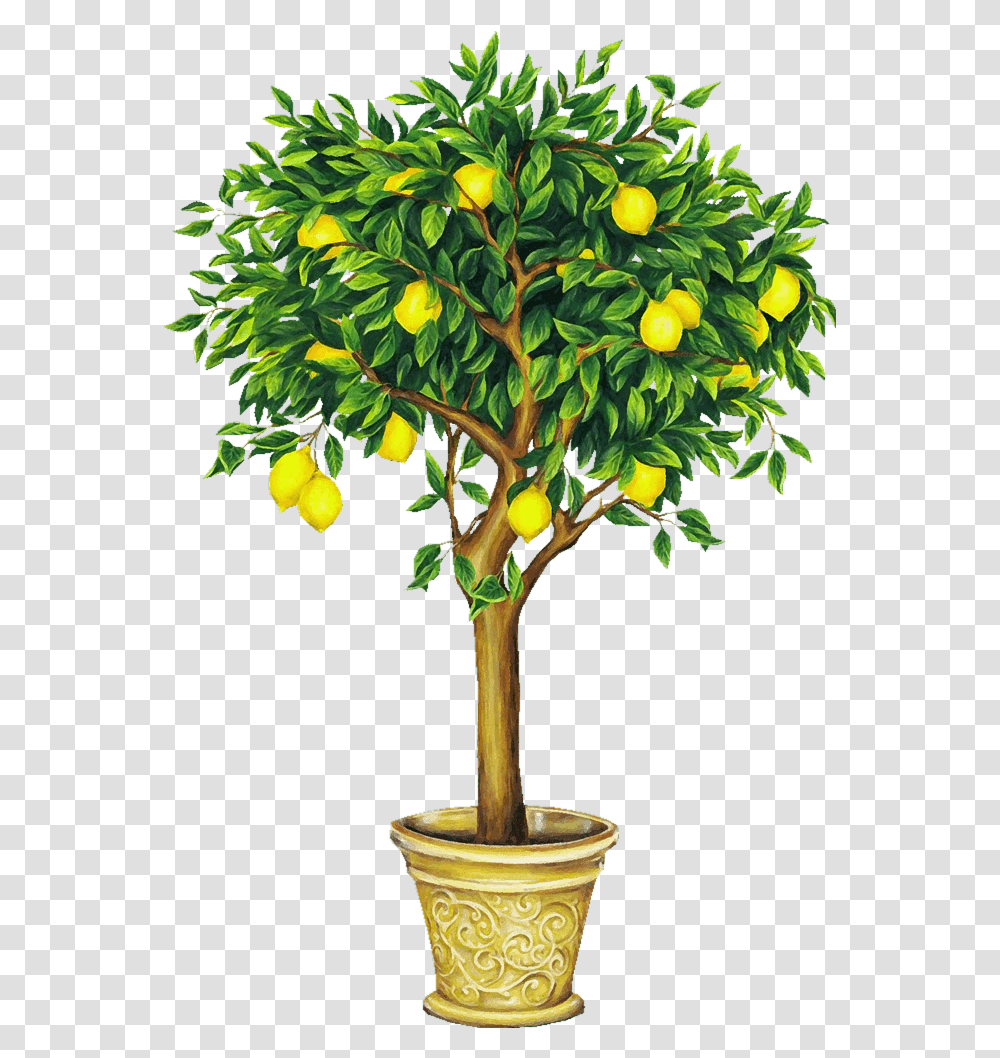 Lemon Tree Drawing Image Lemon Tree, Plant, Fruit, Food, Citrus Fruit Transparent Png