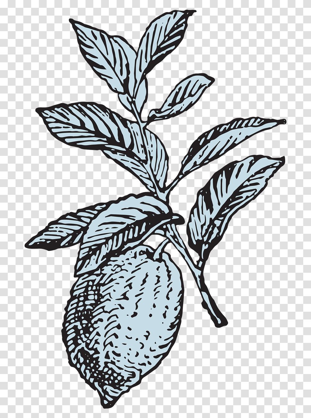 Lemon Tree Fruit Lemon Illustration Vintage, Bird, Animal, Plant, Leaf Transparent Png