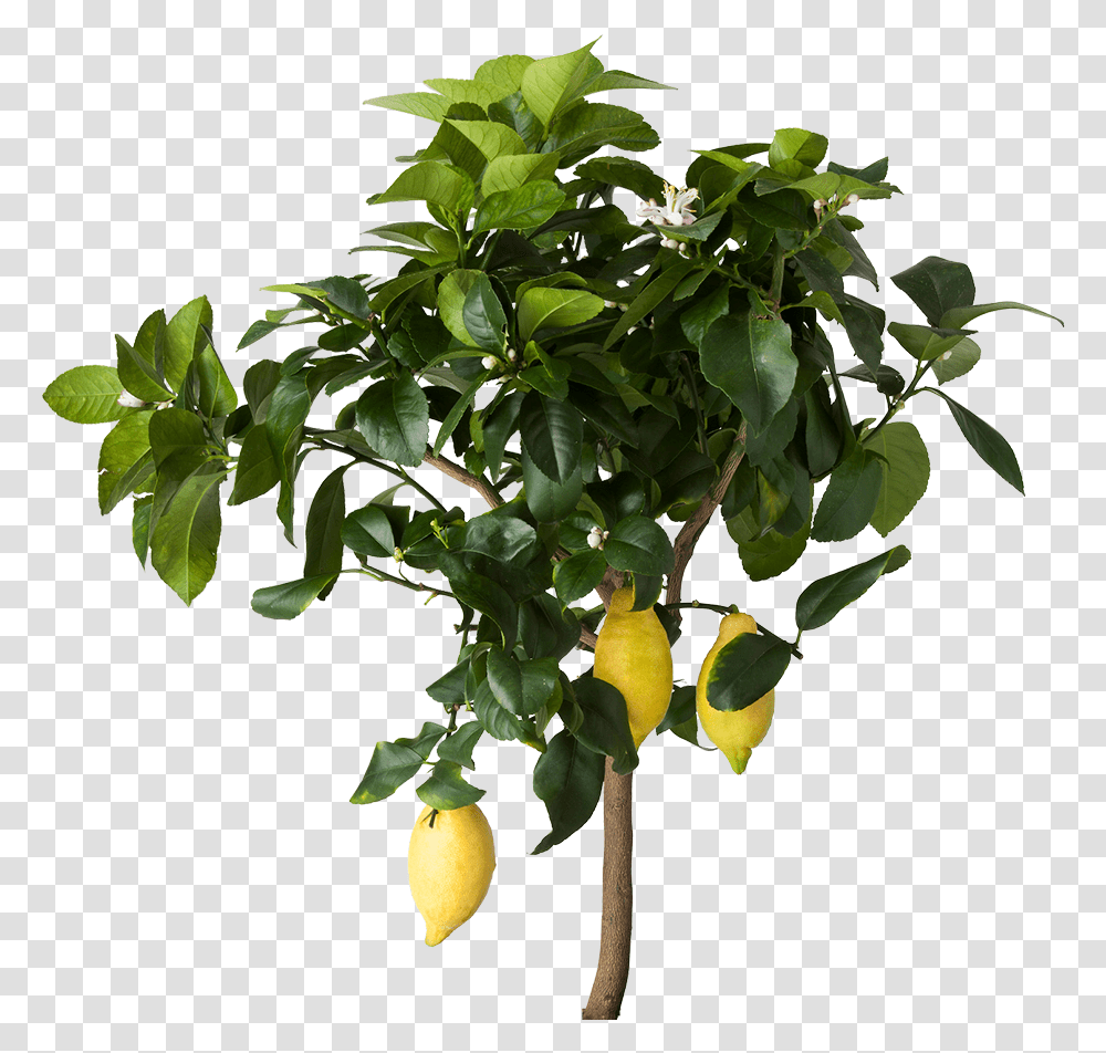 Lemon Tree Lemon Tree, Plant, Citrus Fruit, Food, Leaf Transparent Png