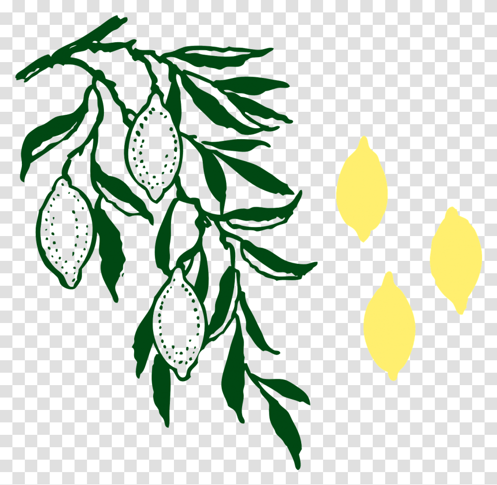 Lemon Tree Lemons Limoncello, Plant, Graphics, Art, Floral Design Transparent Png