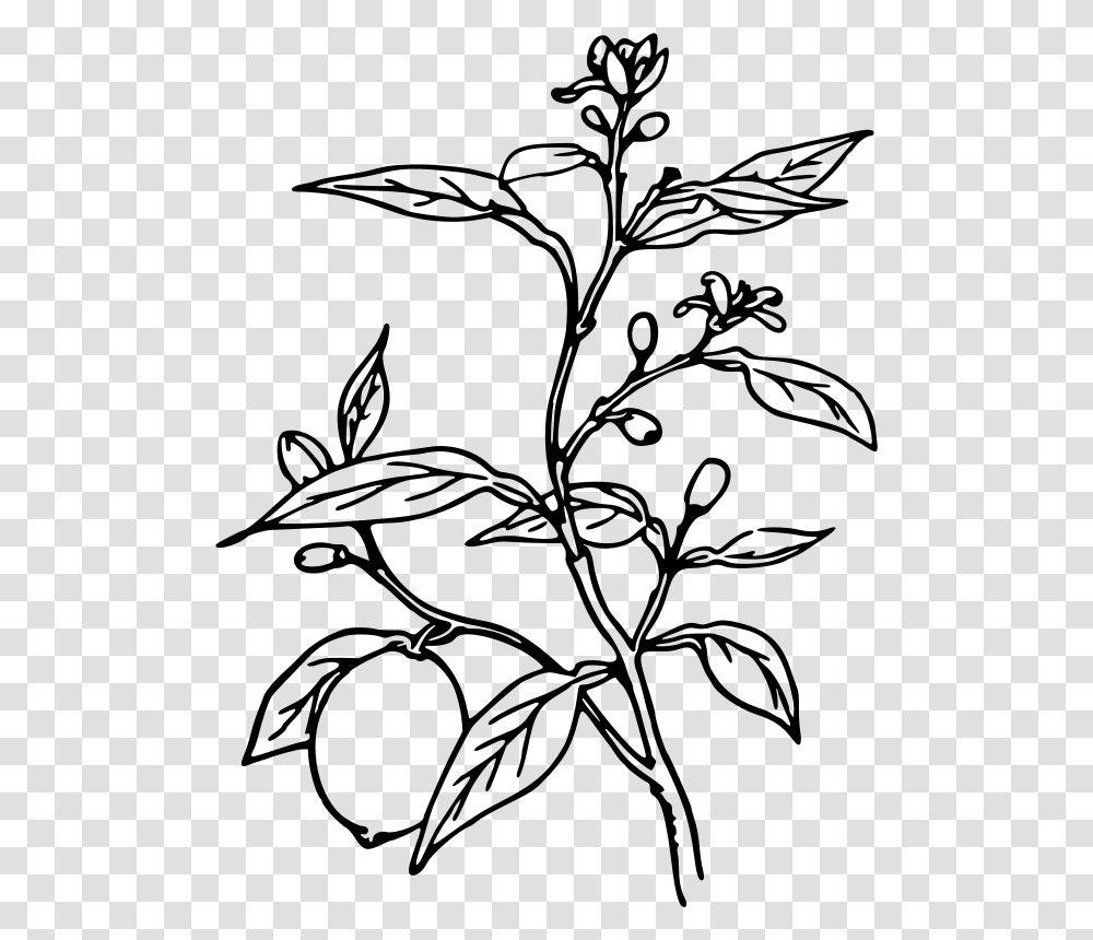 Lemon Tree Plant Black And White, Gray, World Of Warcraft Transparent Png