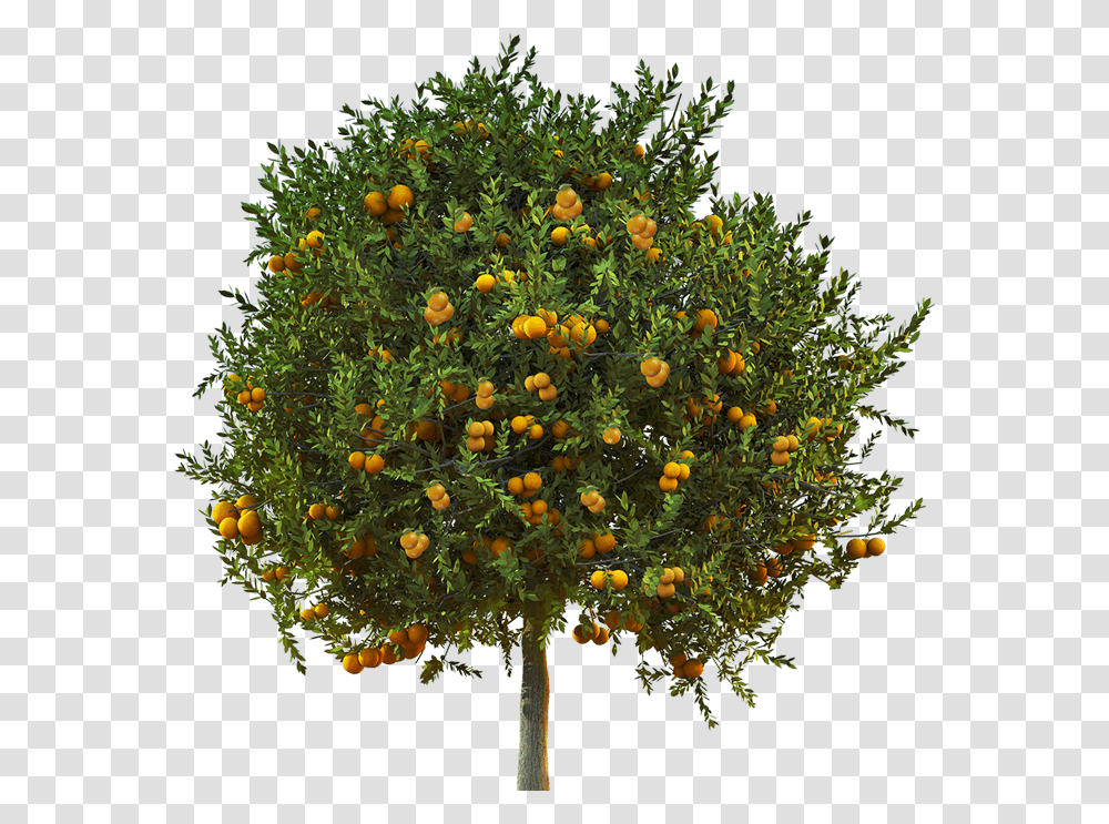 Lemon Tree, Plant, Flower, Conifer, Leaf Transparent Png