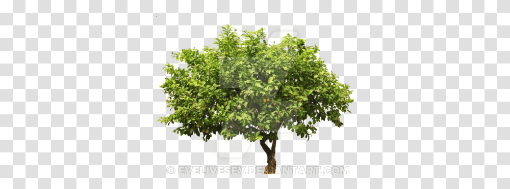 Lemon Tree Top 1 Image Realistic Tree Vector, Plant, Oak, Maple, Sycamore Transparent Png