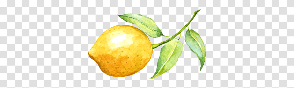 Lemon Watercolor Watercolor Lemon Background, Plant, Citrus Fruit, Food, Leaf Transparent Png