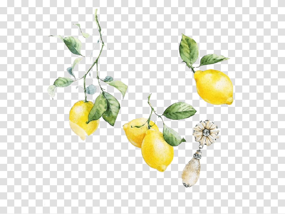 Lemon Yellow Lemon Clipart Watercolor, Plant, Fruit, Food, Citrus Fruit Transparent Png