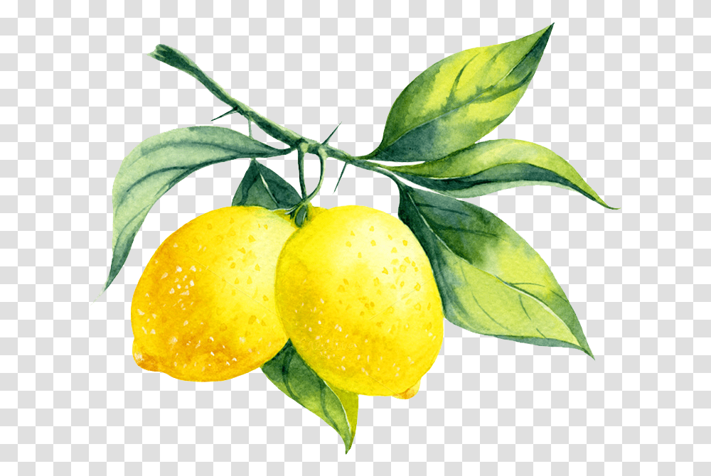 Lemons On A Branch, Plant, Citrus Fruit, Food Transparent Png