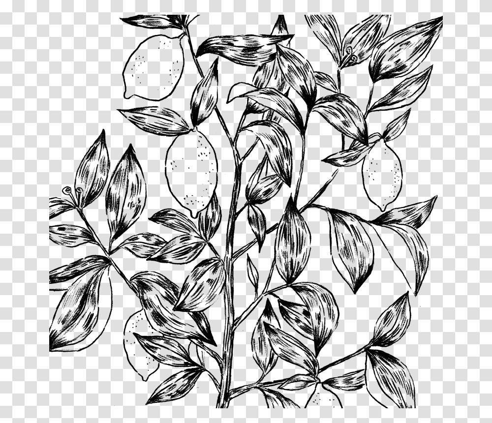 Lemontree Line Art, Plant, Floral Design, Pattern Transparent Png